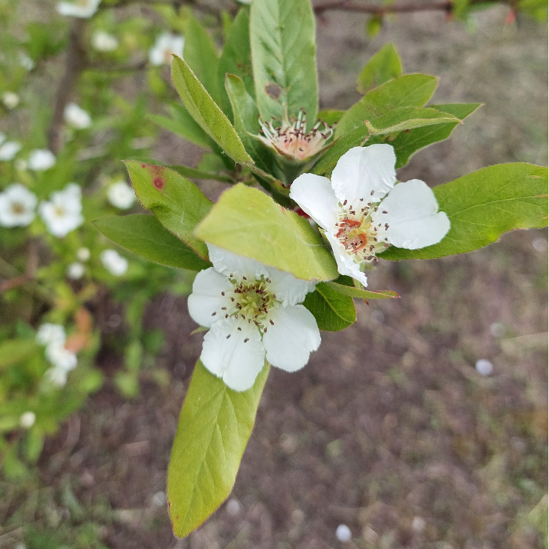 Wilde mispel (x5 stuks)