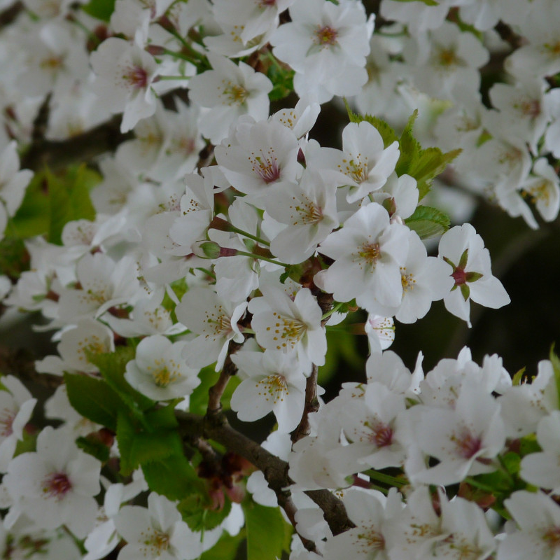 Wilde zoete kers (x5 stuks)