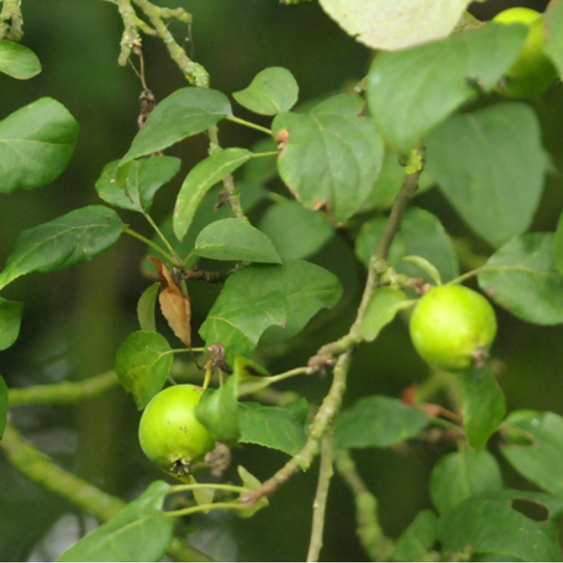 Wilde appel (x5 stuks)