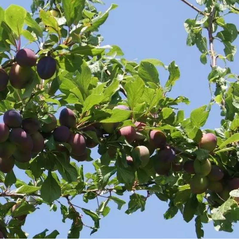 Suikerpruim (max. 3)