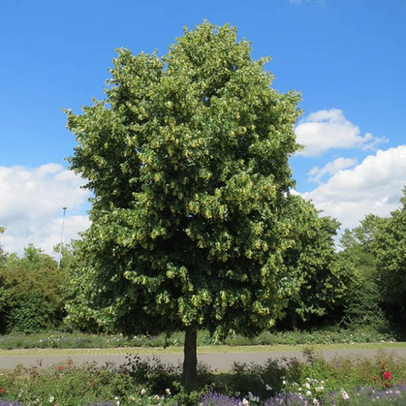 Winterlinde (kleinbladige)