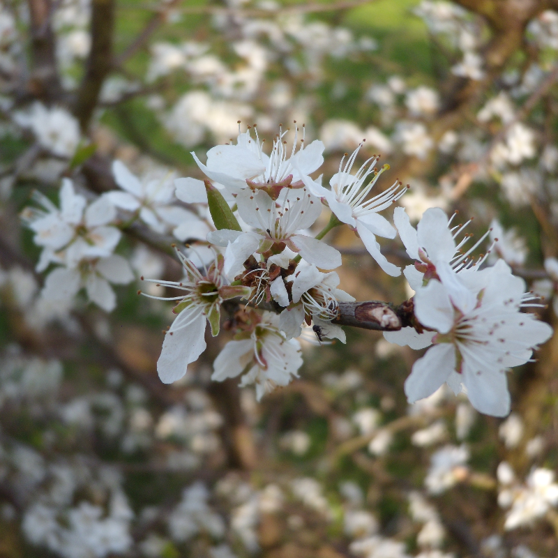 Sleedoorn (x25 stuks)