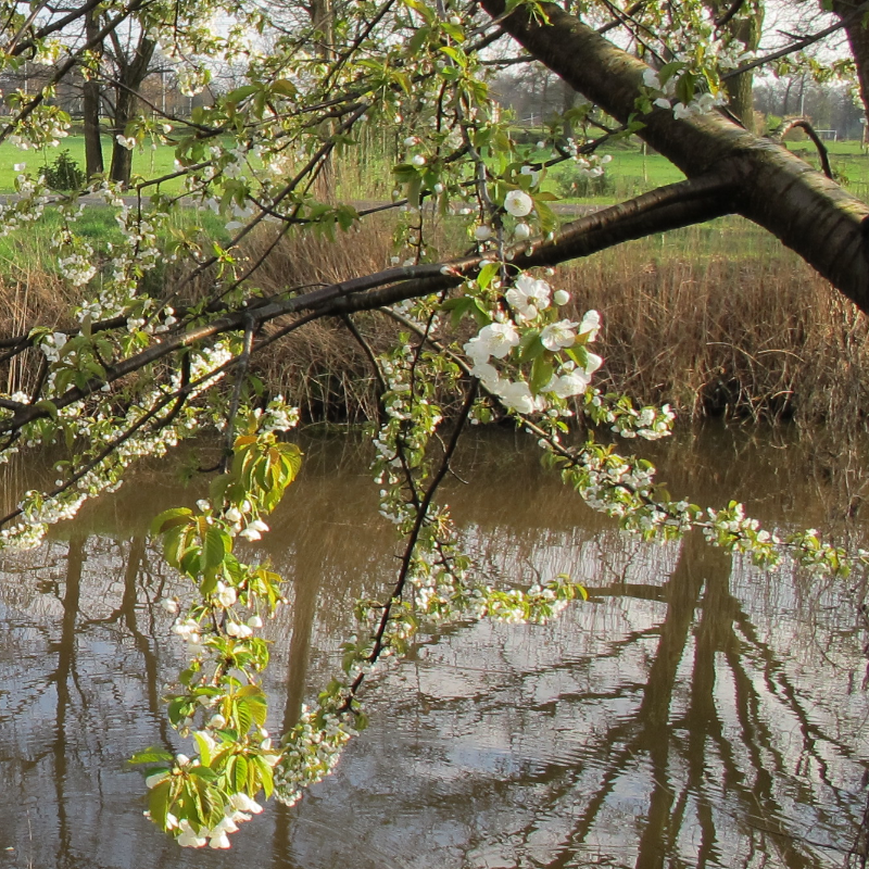 Gewone vogelkers (x25 stuks)