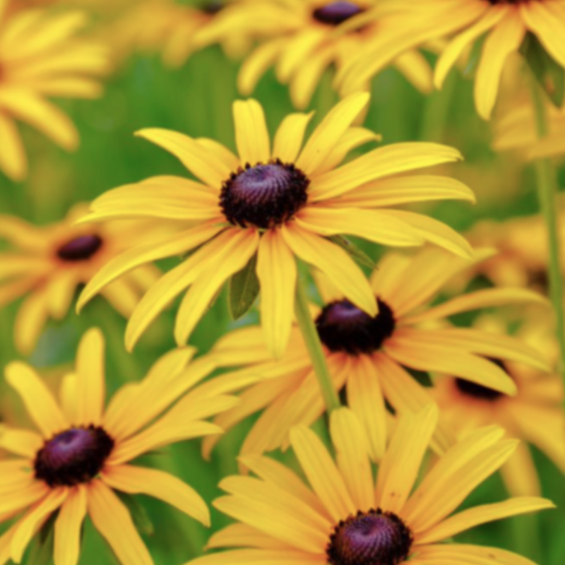 Black-eyed Susan  Main Image