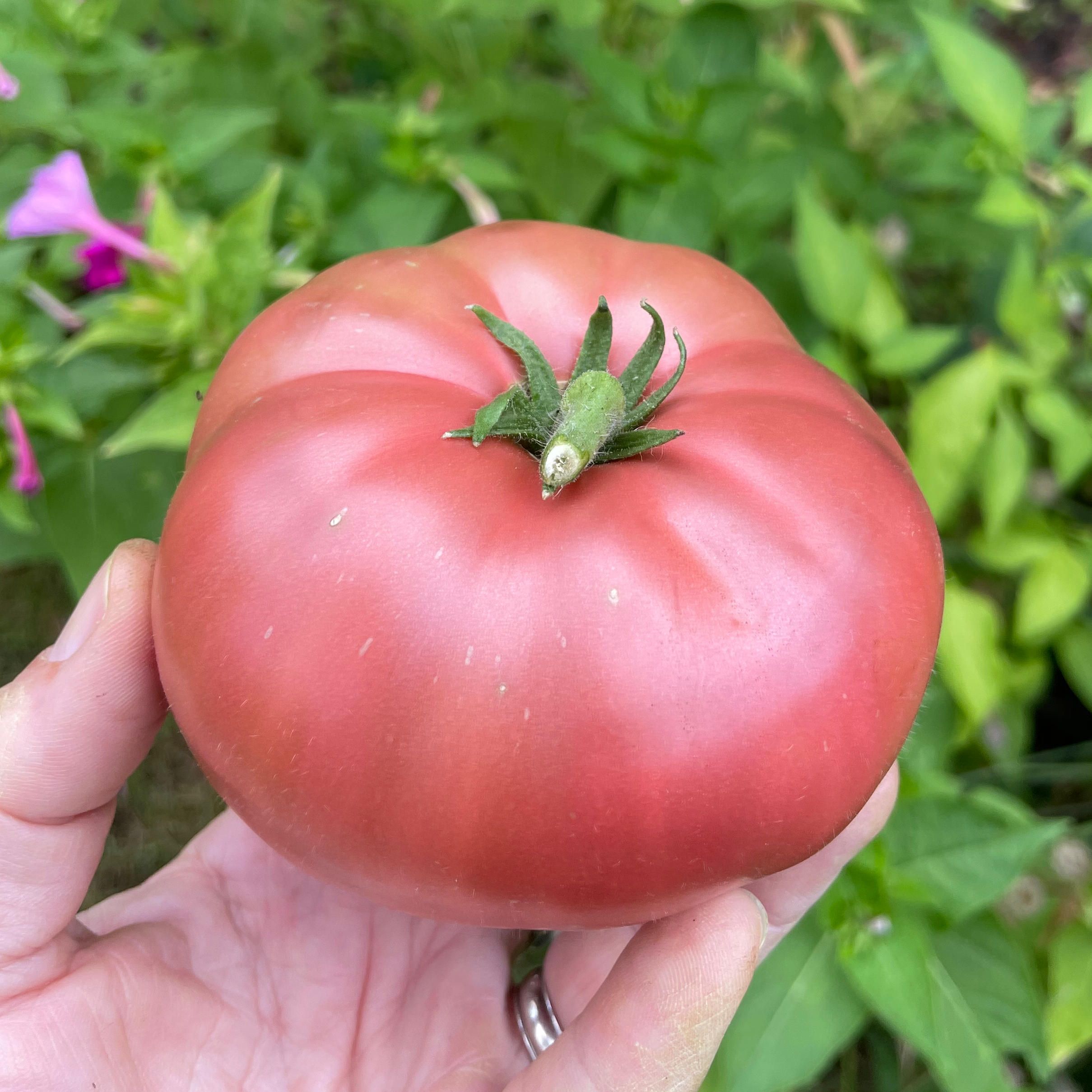 Brandyfred Dwarf Tomato