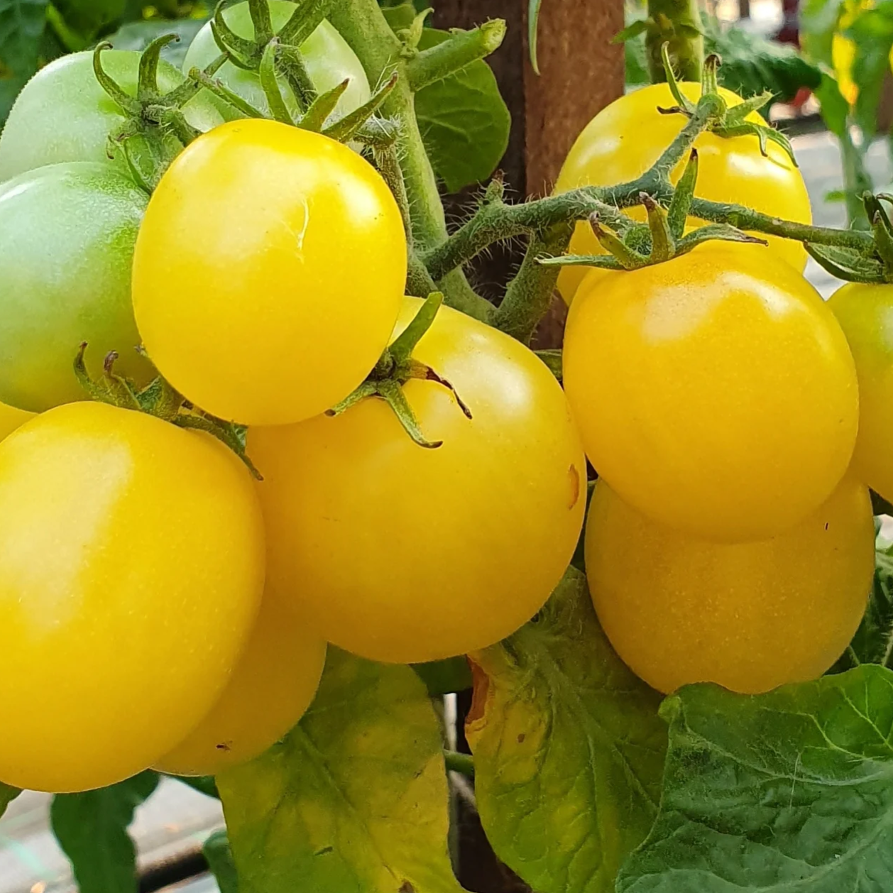 Mandarang Moon Dwarf Tomato