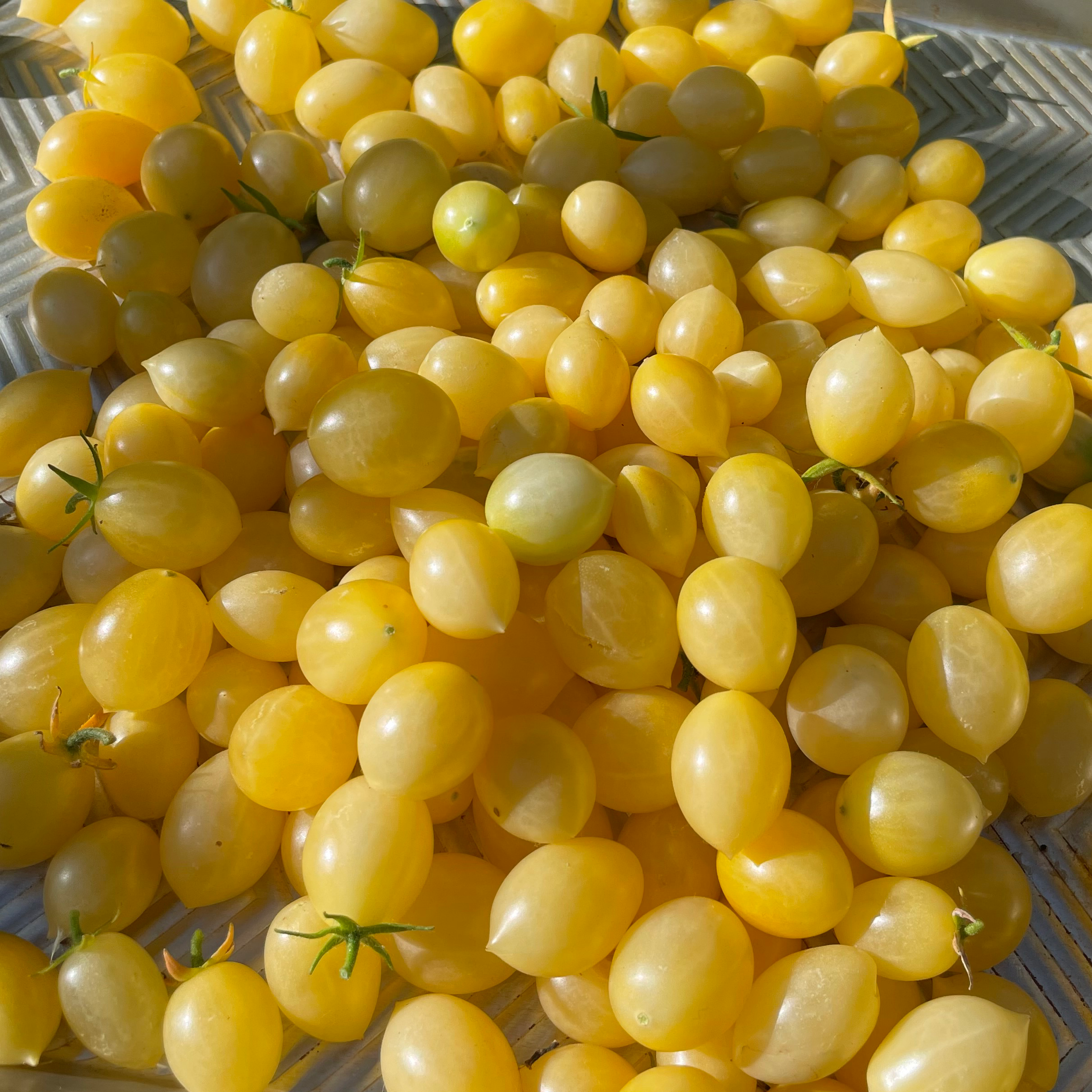 Barry's Crazy Cherry Tomato