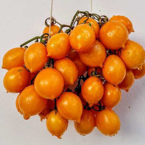 Piennolo Giallo Tomato