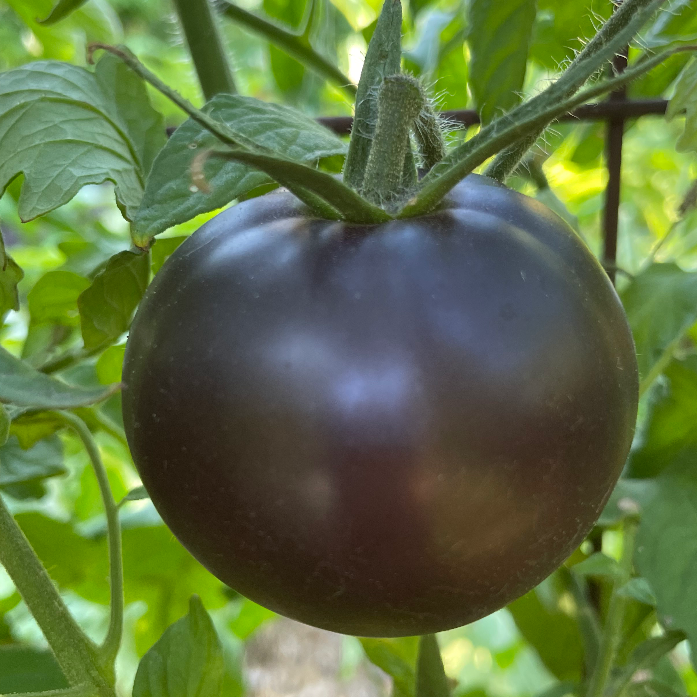 Black Beauty Tomato