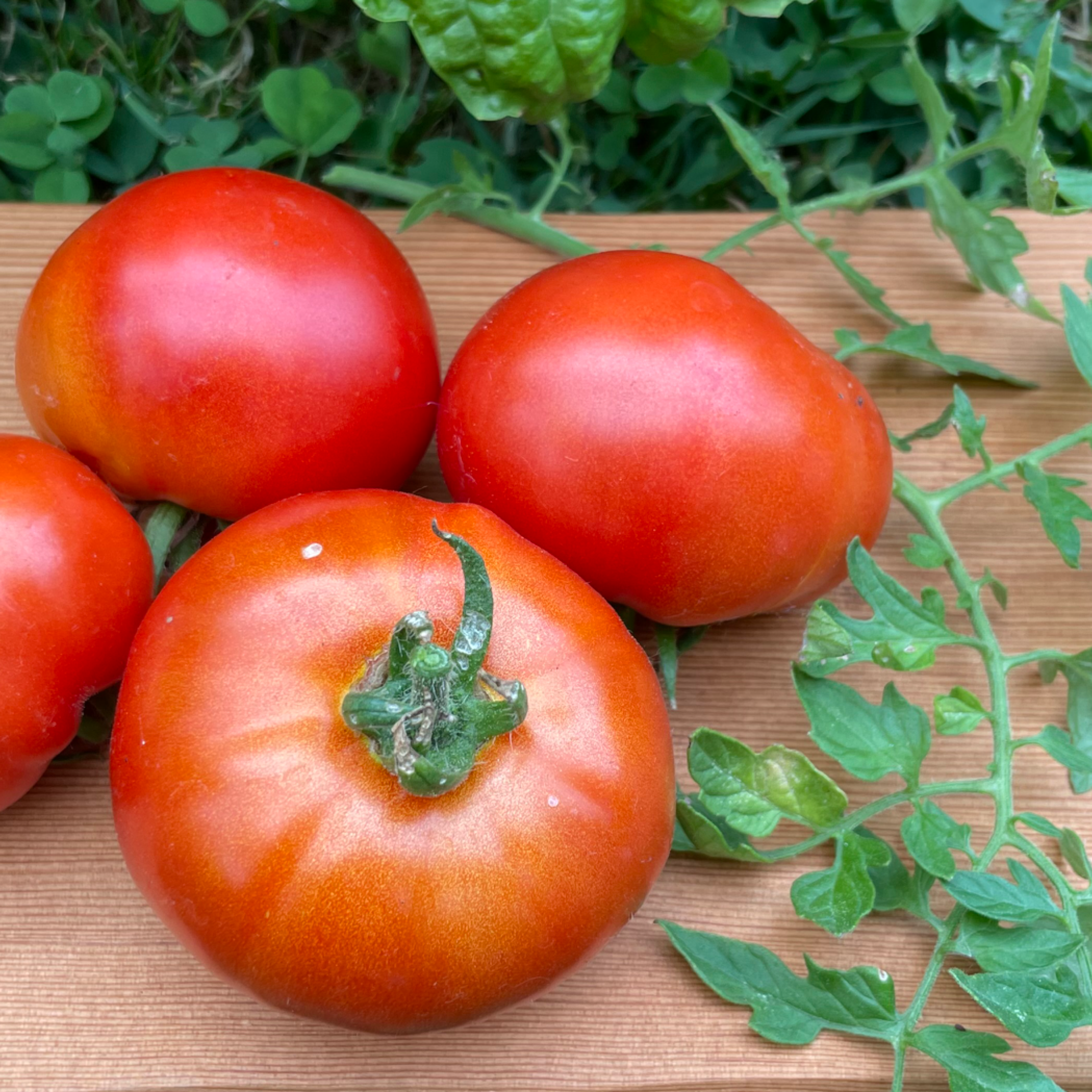Silvery Fir Tree Dwarf Tomato