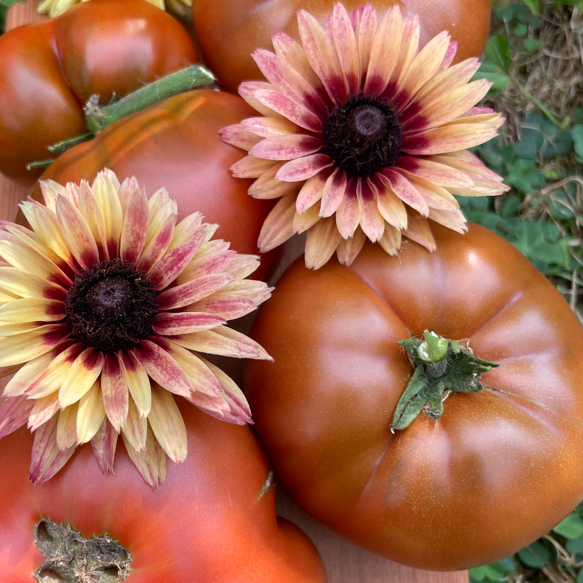 Chocolate Champion Dwarf Tomato