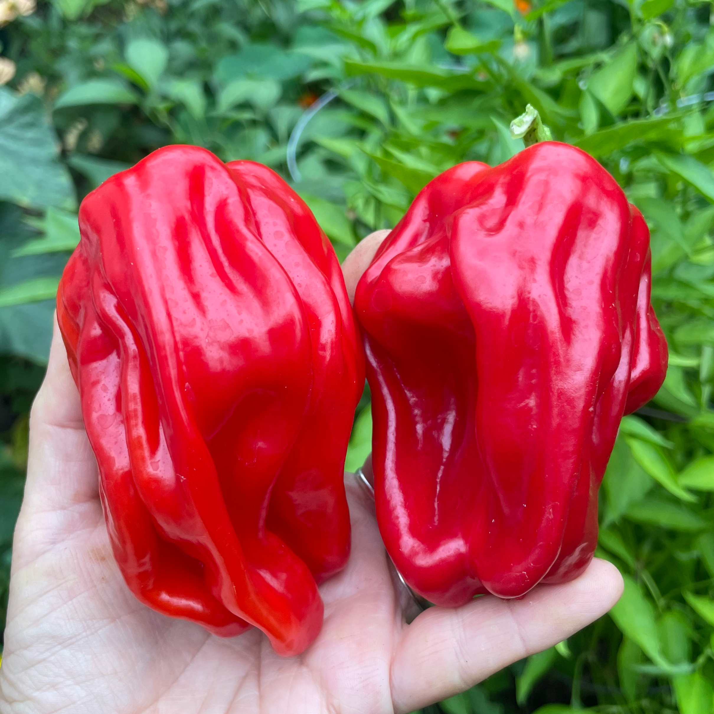 Criollo de Cocina Pepper