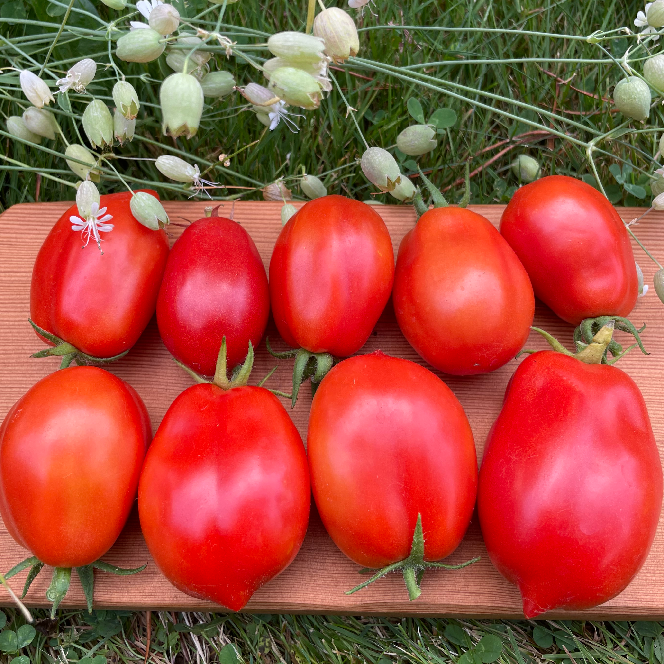 Martino's Roma Tomato
