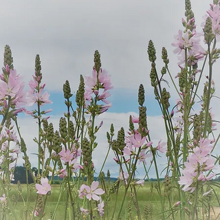 Meadow Checkermallow (Sidalcea campestris)