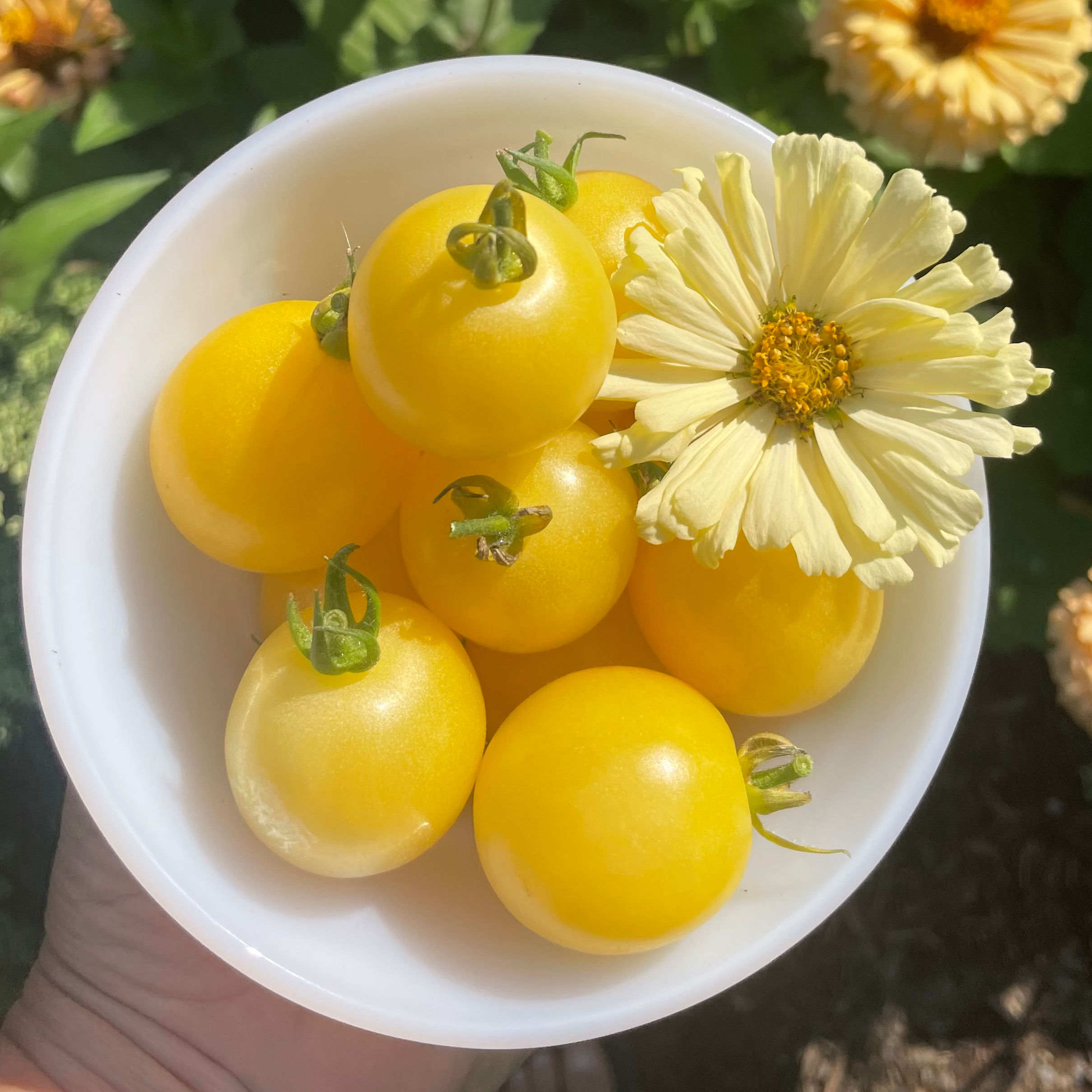 Super Snow White Cherry Tomato