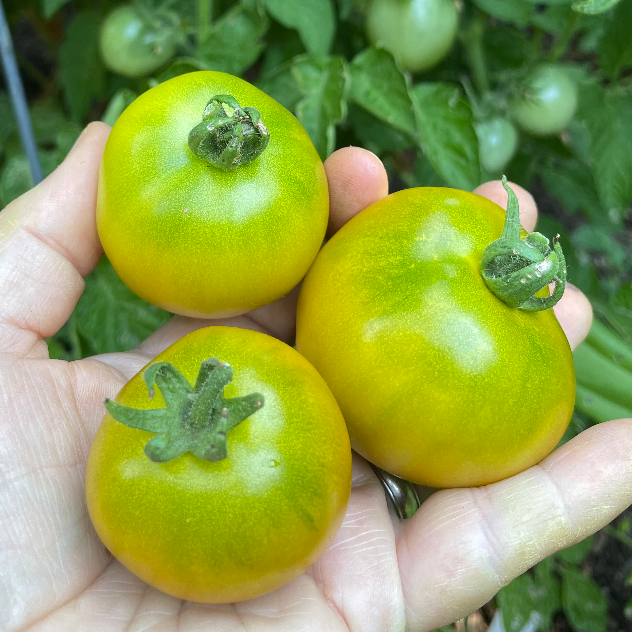Kangaroo Paw Dwarf Tomato