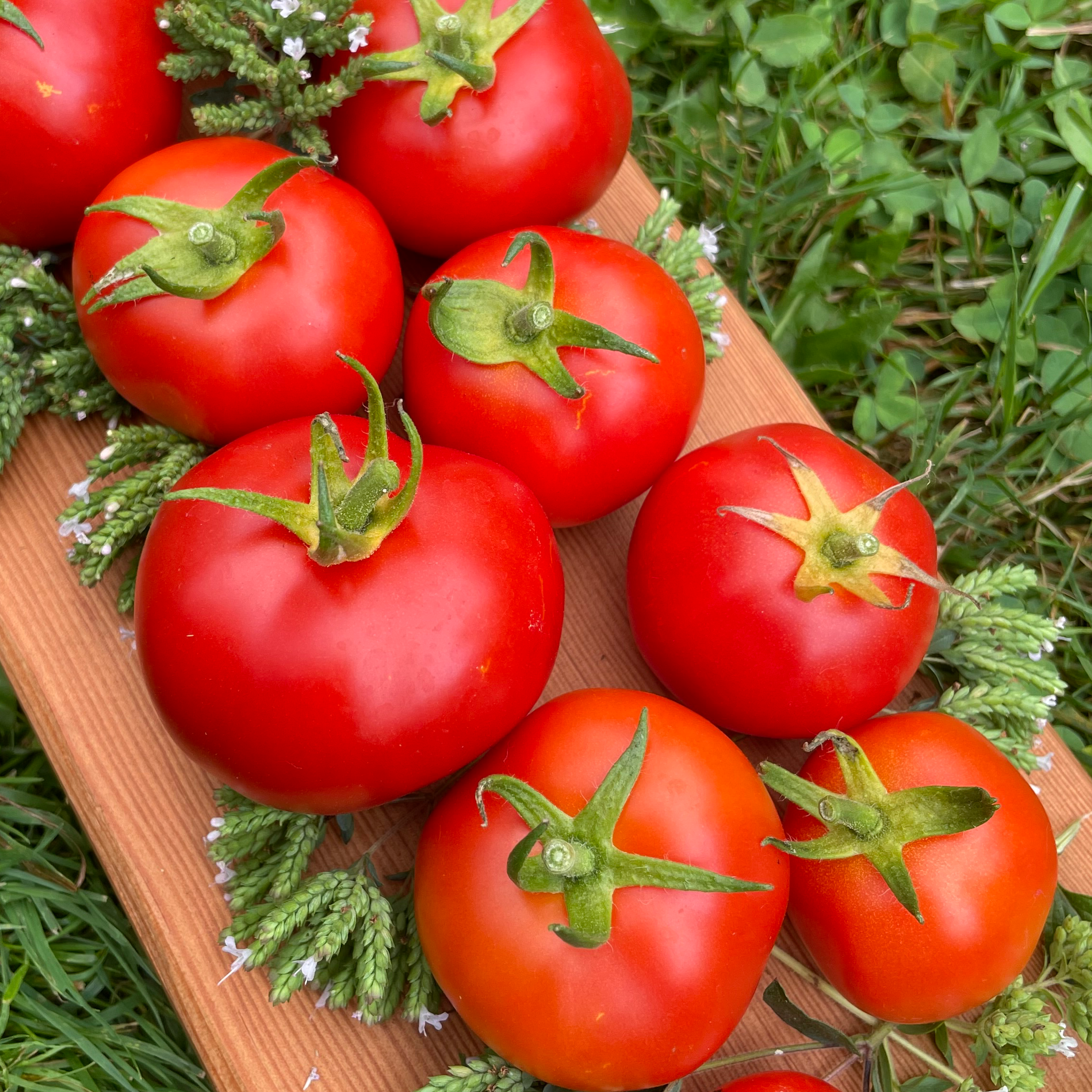 Cannabec Rouge Tomato