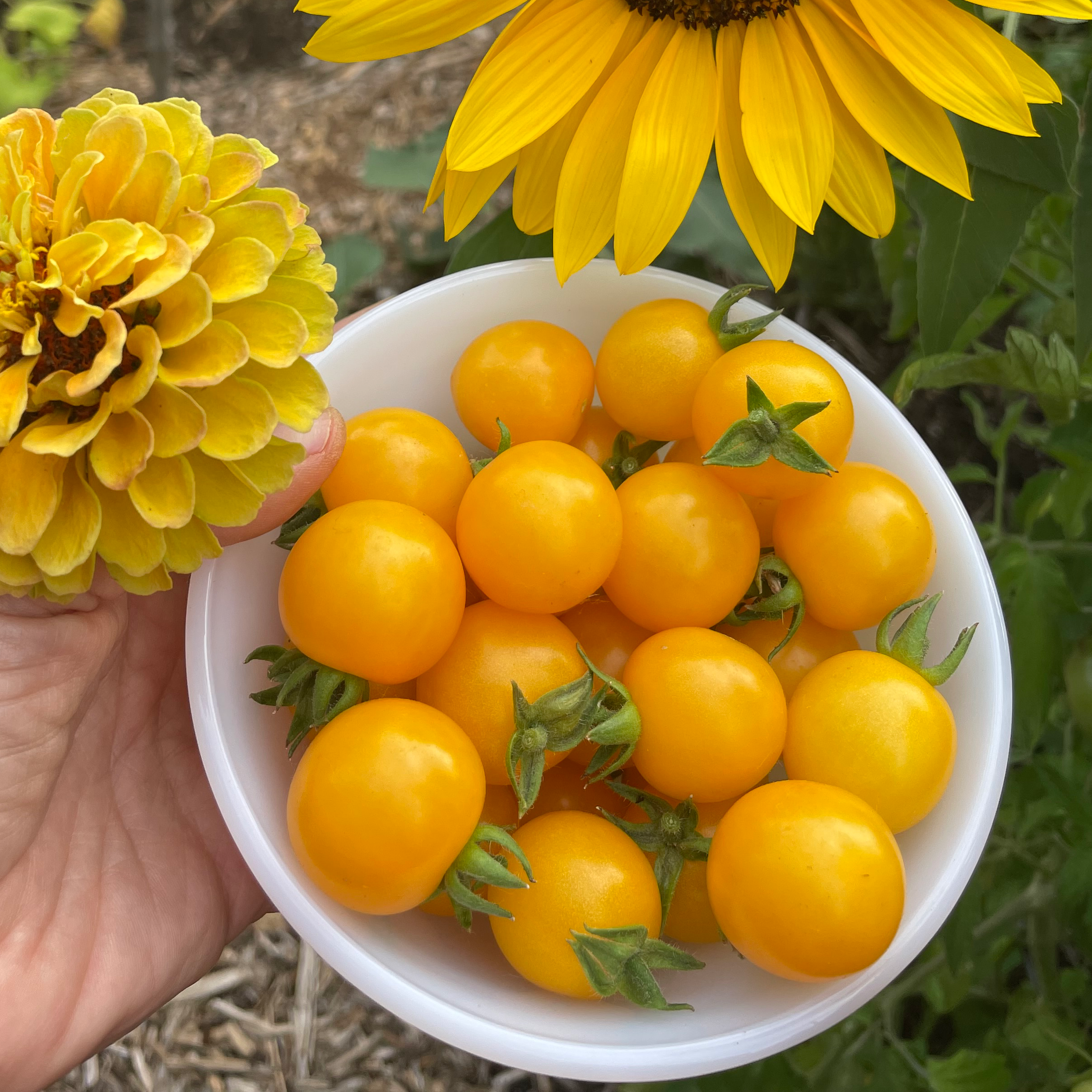 Galina's Cherry Tomato
