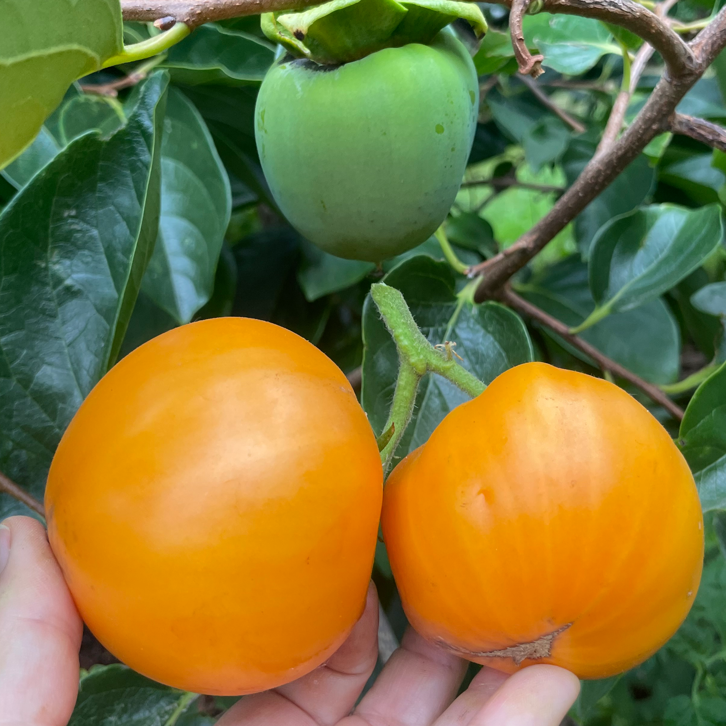 Persimmon Tomato