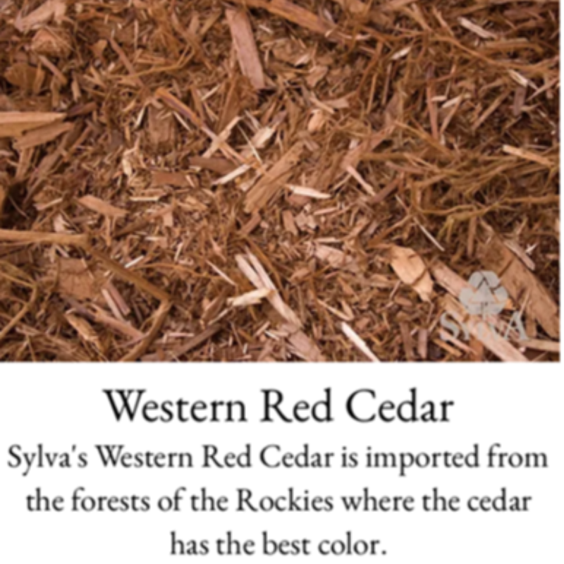 Western Red Cedar Main Image