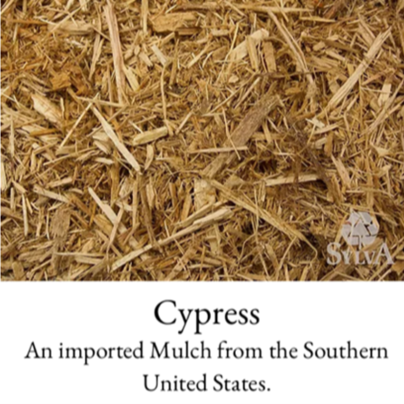 Cypress Main Image