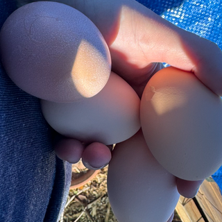 Eggs (half dozen)