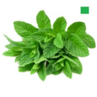 MINT BUNCH (पुदीना गुच्छा)