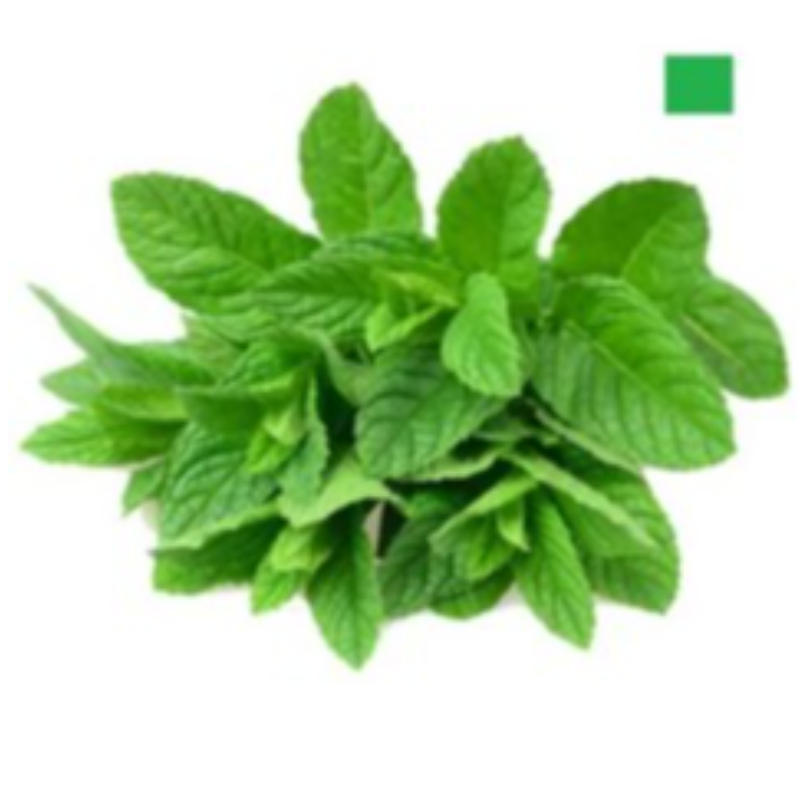 MINT BUNCH (पुदीना गुच्छा)