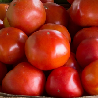 Tomatoes (pack of 10-12)