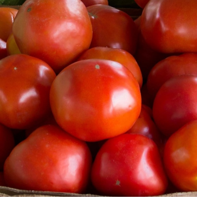 Tomatoes (pack of 10-12) Main Image