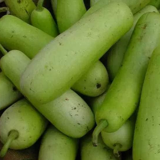 Bottle gourd - लौकी@ 40 / 500gm