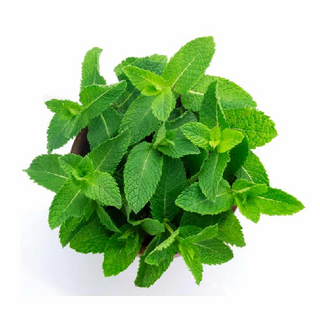 Mint Leaves - पुदीना@ 15 / Pack (Pack of 100gm aprox.)