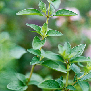 Oregano