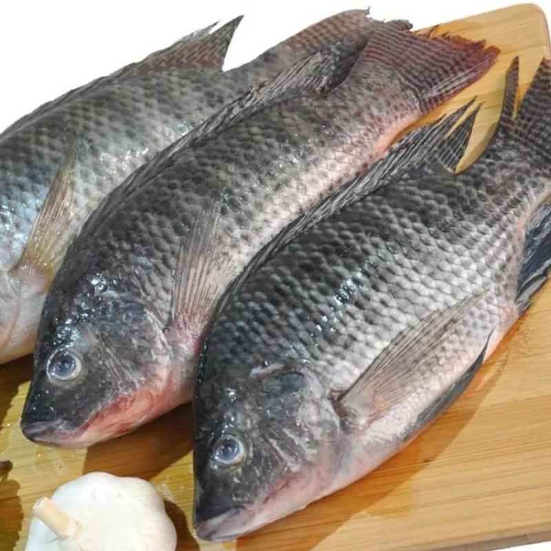 Tilapia Main Image