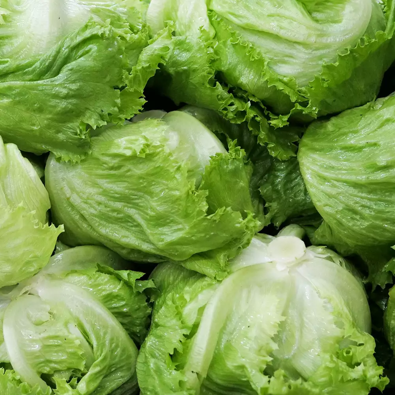 Lettuce Main Image