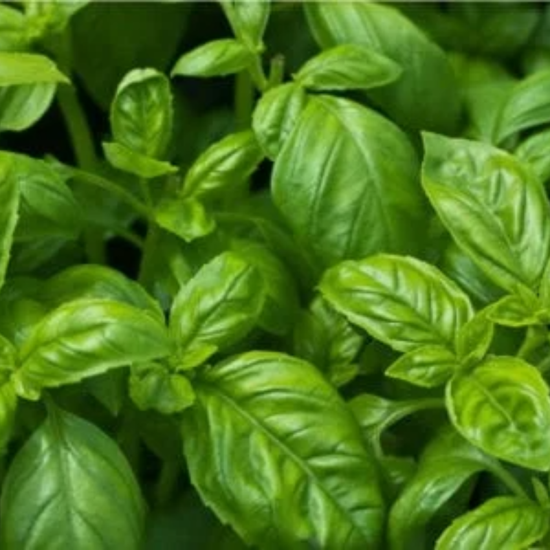 Basil Main Image