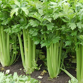 Celery