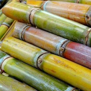 Sugarcane