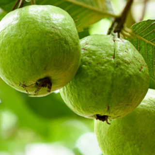 Guavas