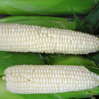 Fresh maize