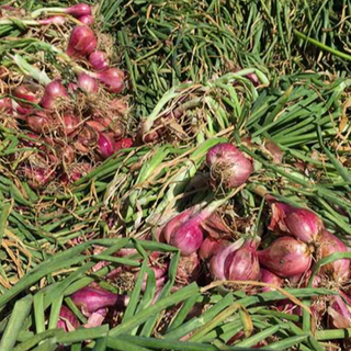 Shallots