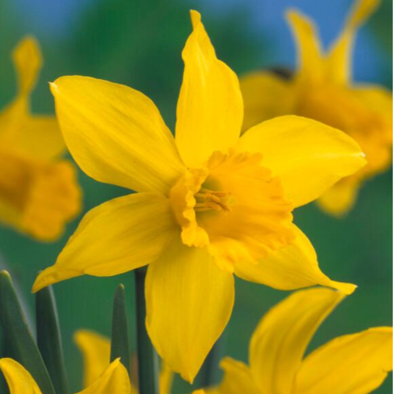 February Gold  Bag of 10