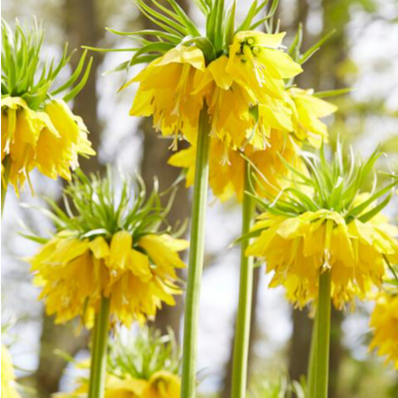 Imperial Fritillaria Lutea, Bag of 3