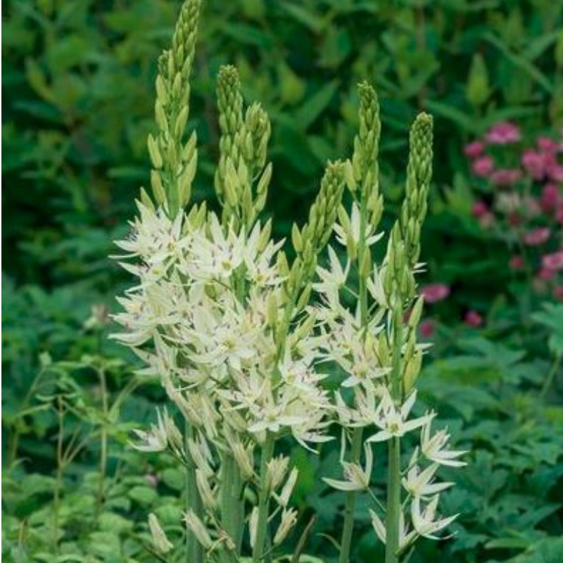 Camassia, White, Bag of 6
