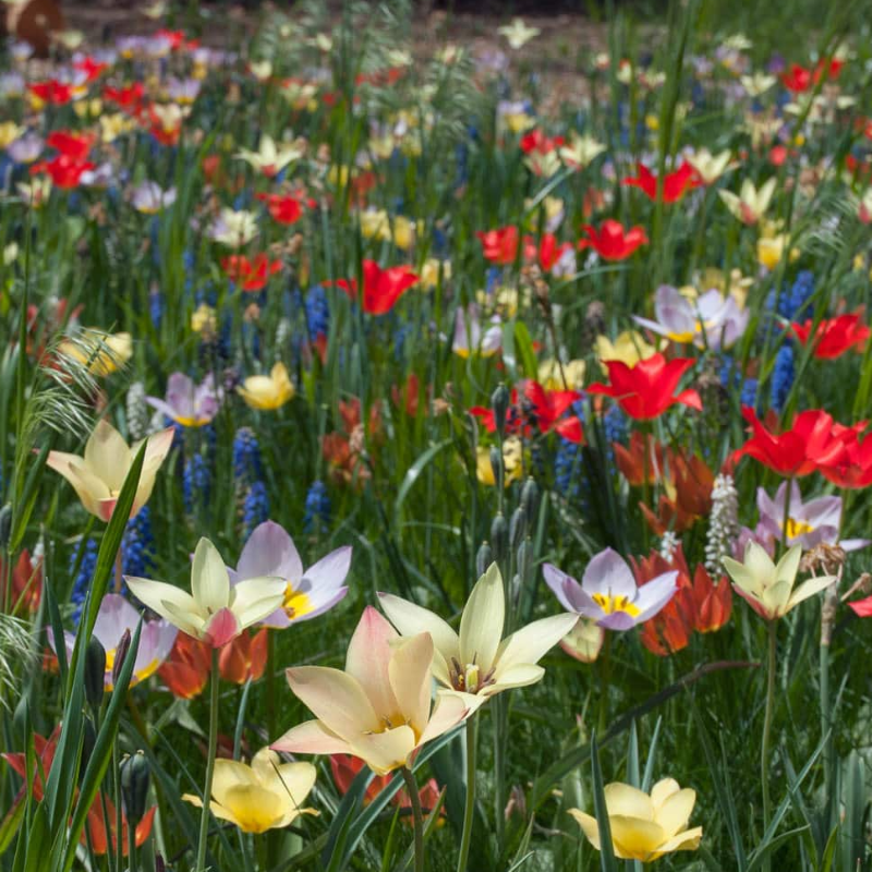 Aladdin Mixture, Bag of 20