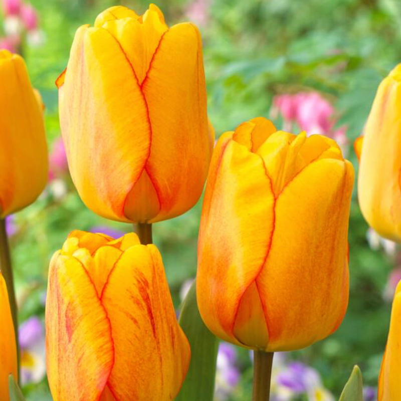 Blushing Apeldoorn, 10