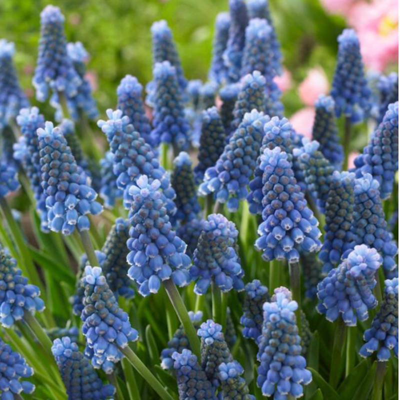 Blue Magic Muscari, Bag of 25