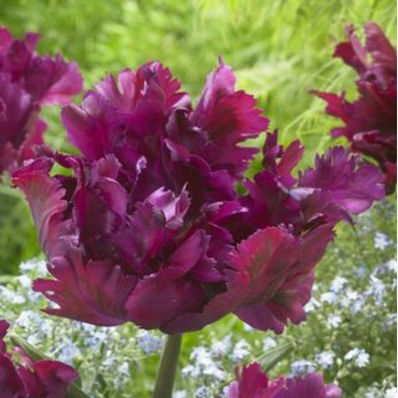 Negrita Parrot, bag of 10