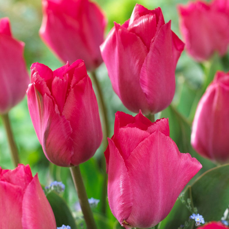 Lady van Eijk, Bag of 10