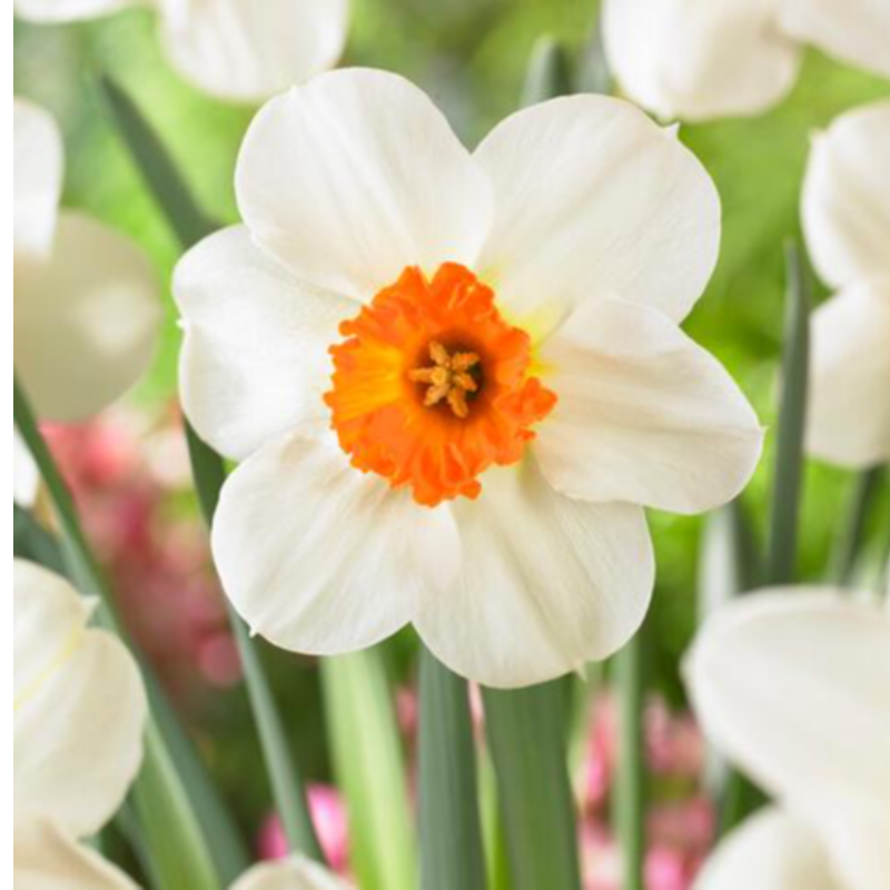 Barrett Browning, 10 per bag 